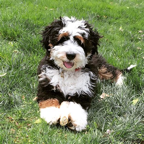 ⁉️ BERNEDOODLE or GOLDENDOODLE ⁉️ The answer is 